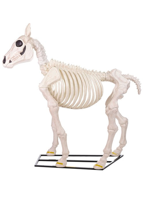6FT Horse Skeleton Decoration - US 5516