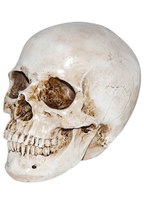 6-Inch Deluxe Realistic Skull Decoration - US 4415