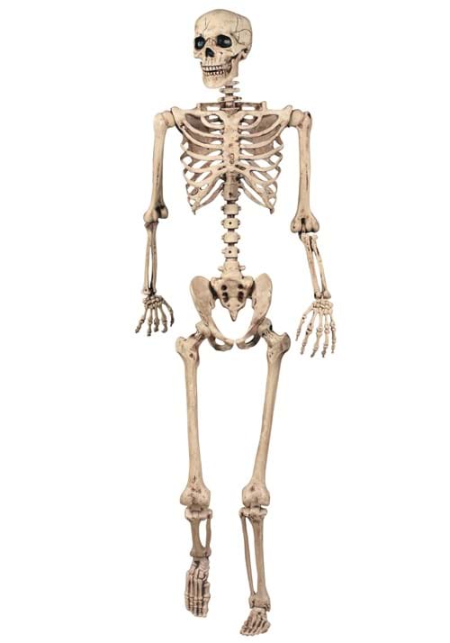 5FT Realistic Poseable Skeleton Halloween Prop - US 0370