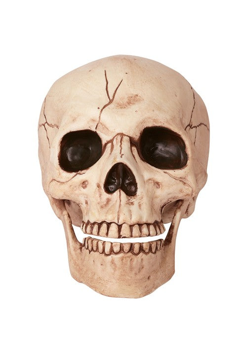 7-Inch Skull with Movable Jaw Prop Decoration - US 7879