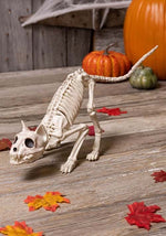 7.5-Inch Lil' Kitty Skeleton Decoration - US 6264