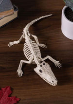 10-Inch Baby Alligator Skeleton Decoration - US 1487