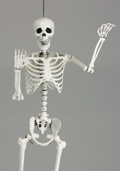 5FT Posable Georgie the Skeleton Life Size Decoration - US 1272