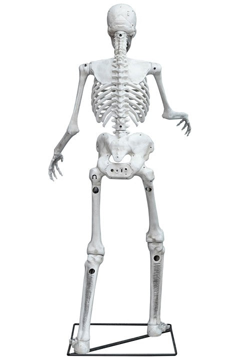 5FT Light Up Skeleton Decoration - US 3250