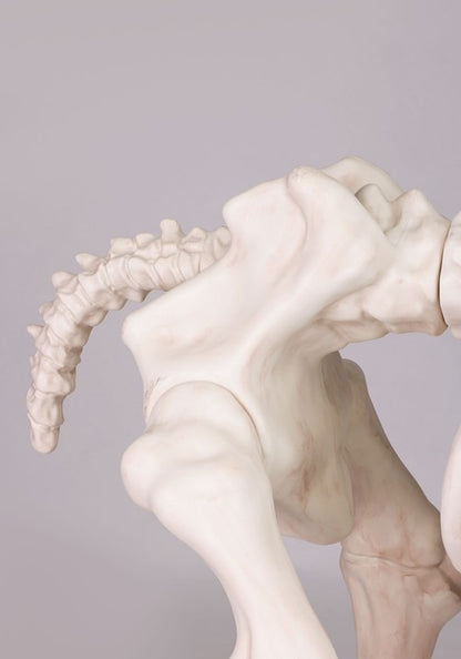 6FT Horse Skeleton Decoration - US 5516