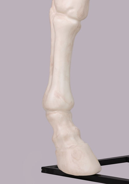 6FT Horse Skeleton Decoration - US 5516