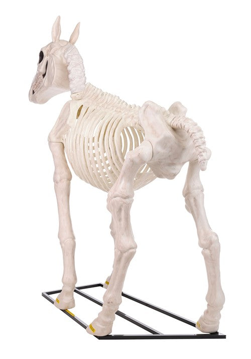 6FT Horse Skeleton Decoration - US 5516