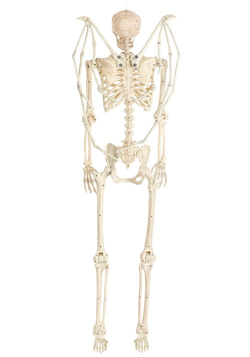 5FT Poseable Winged Skeleton Decoration - US 7348