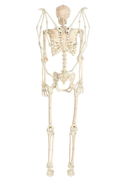 5FT Poseable Winged Skeleton Decoration - US 7348