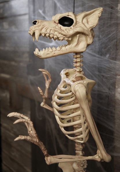 5.3FT Poseable Werewolf Skeleton Halloween Decoration - US 0999