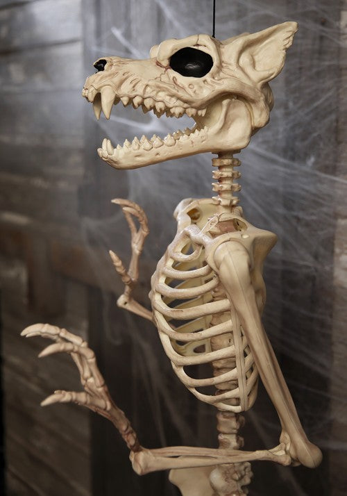 5.3FT Poseable Werewolf Skeleton Halloween Decoration - US 0999