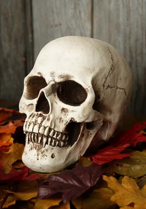 6-Inch Deluxe Realistic Skull Decoration - US 4415