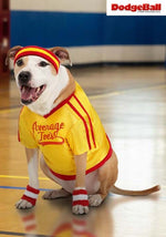 Dodgeball Average Joe's Pet Costume - US 0014