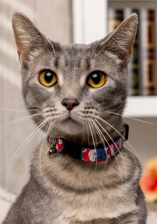 Disney Lilo & Stitch Cat Collar Breakaway - US 9860