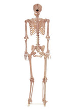 3.5FT Metal Stand for Life Size Human Skeleton Halloween Prop - US 4950