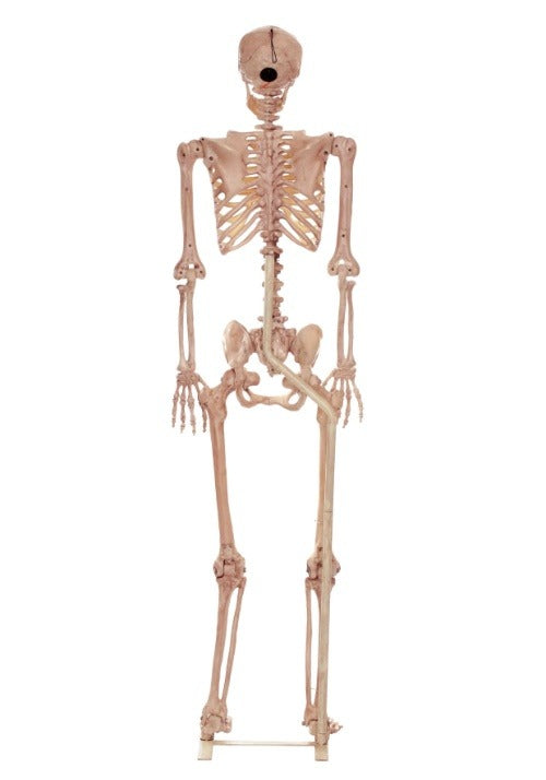 3.5FT Metal Stand for Life Size Human Skeleton Halloween Prop - US 4950