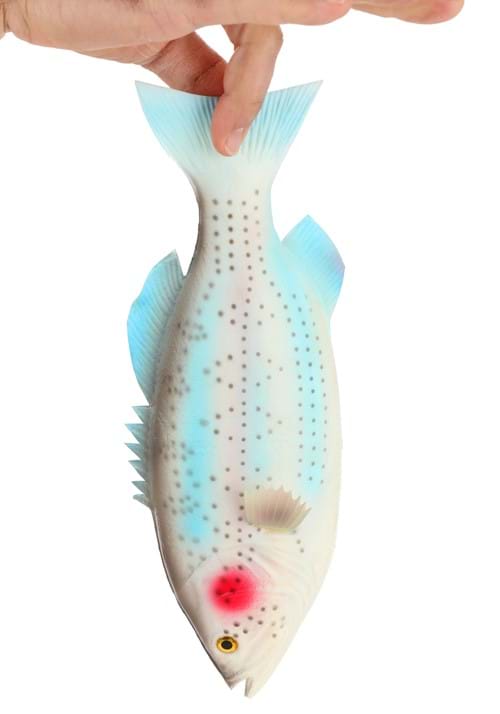 Rubber Fish Rainbow Trout Prop - US 5196