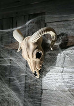 13-Inch Ram Plastic Skull Decoration - US 6773