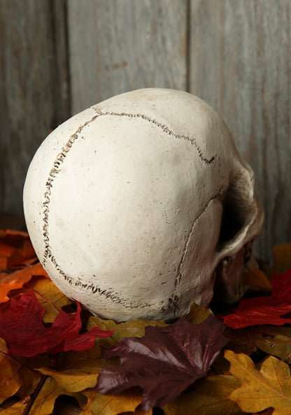 6-Inch Deluxe Realistic Skull Decoration - US 4415