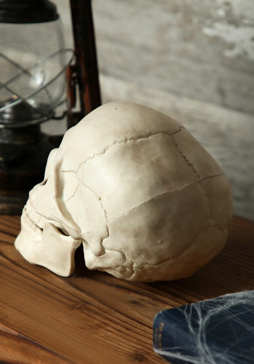 7-Inch Skull with Movable Jaw Prop Decoration - US 7879